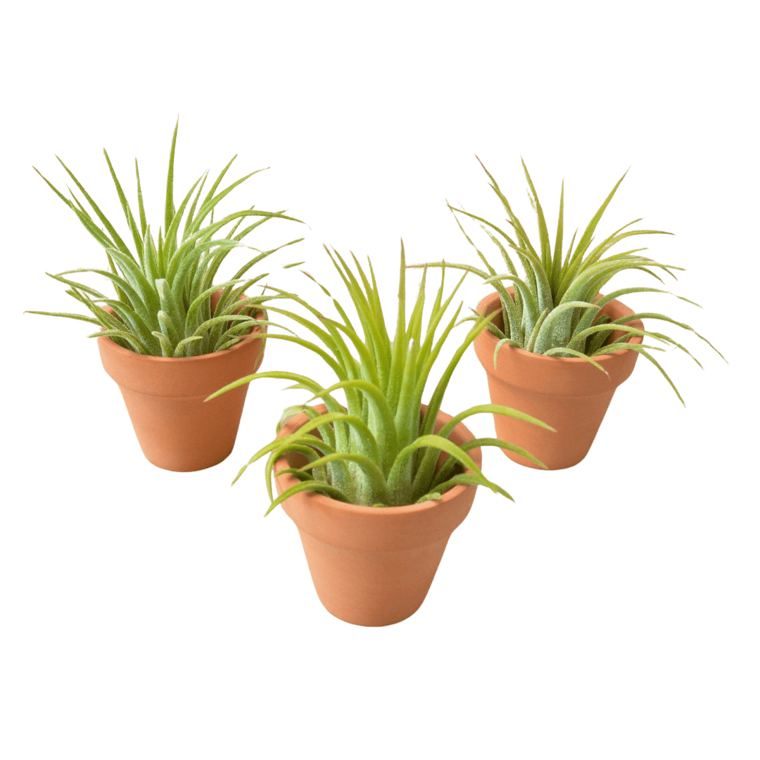 3 Ionantha Air Plants with Mini Terra Cotta Pots