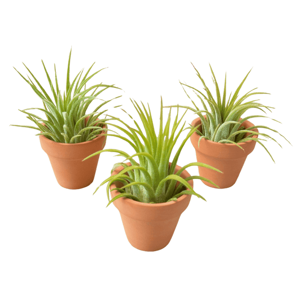 3 Ionantha Air Plants with Mini Terra Cotta Pots