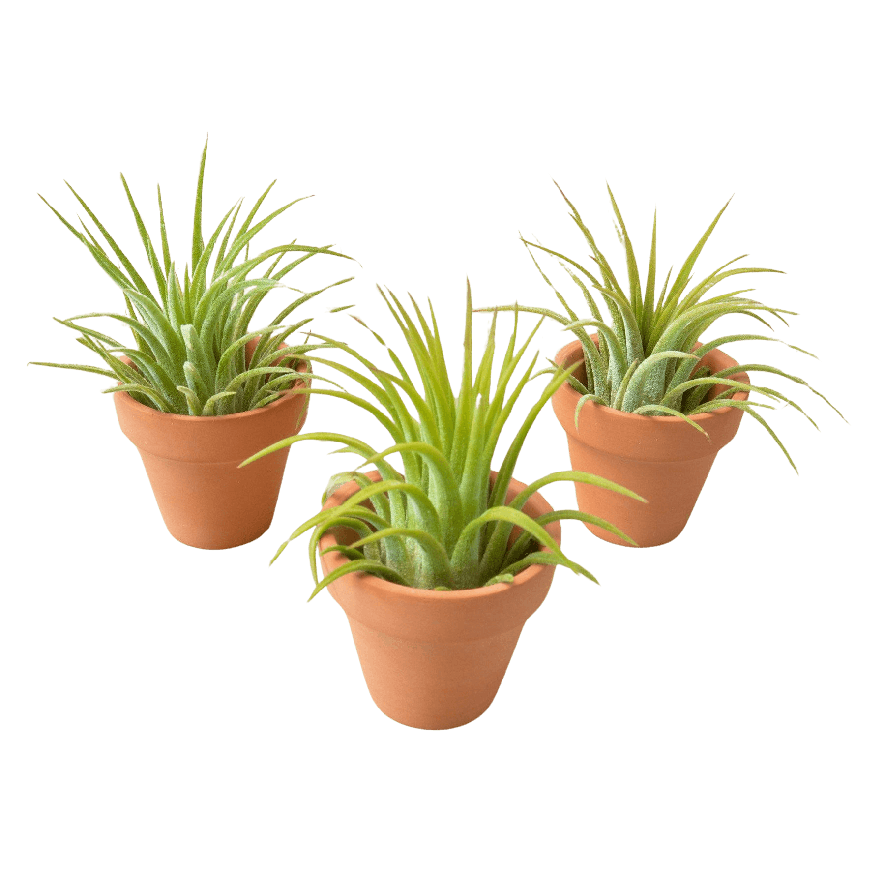 3 Ionantha Air Plants with Mini Terra Cotta Pots
