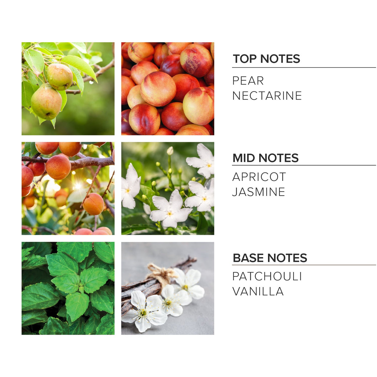 Apricot Bloom Reed Diffuser
