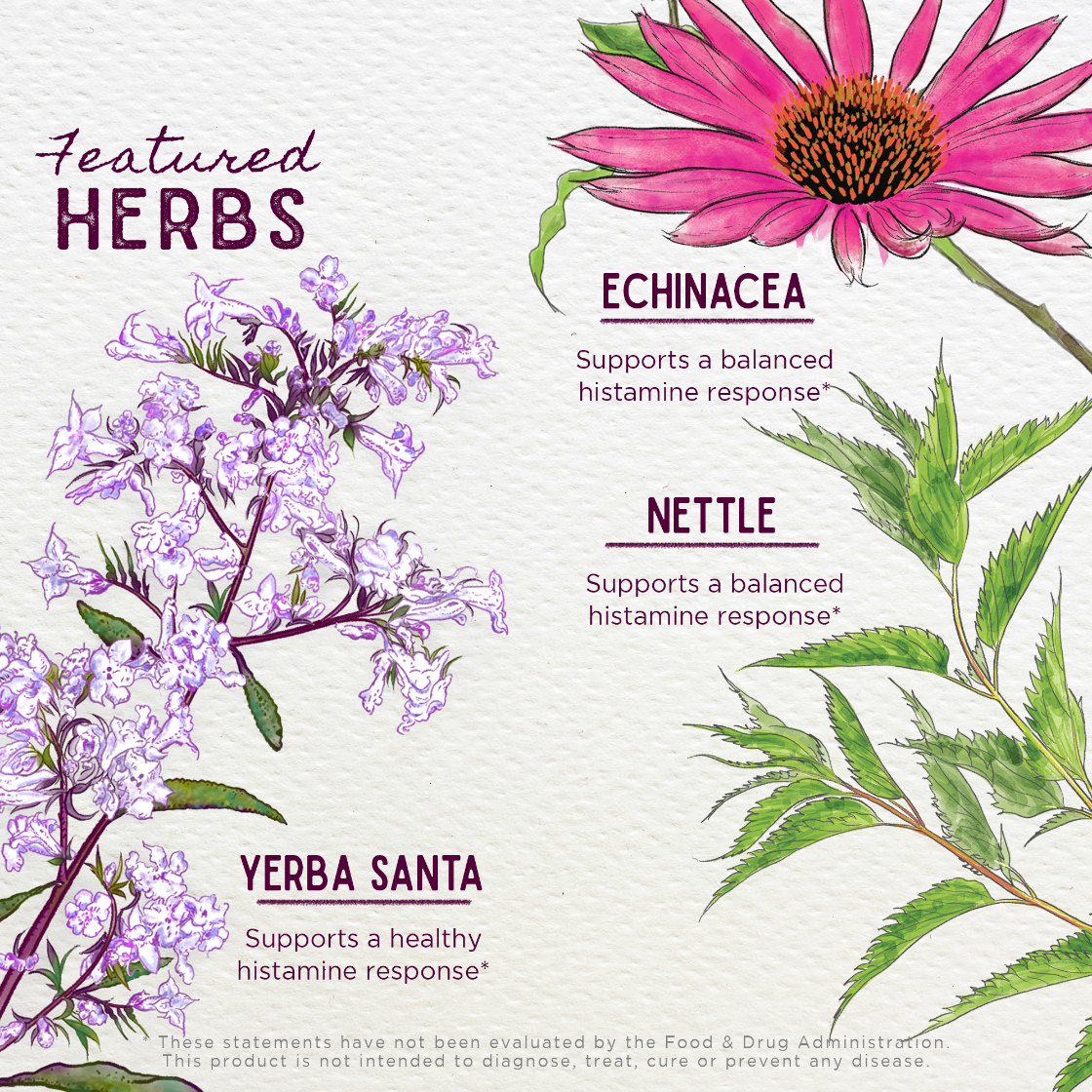Illustrations of echinacea, nettle, and yerba santa with text on a light background