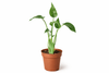 Alocasia 'Tiny Dancer' - 4" Pot - 4" Pot