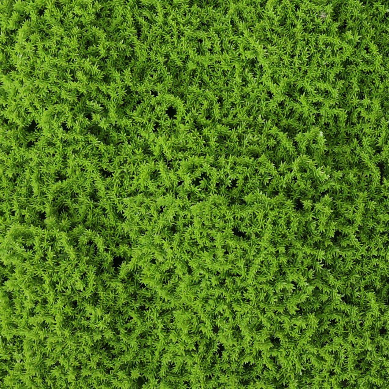 Sample Panel – Evergreen Moss Mat (Small Sample)