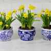 Blue and White Terrace Garden Planter Set