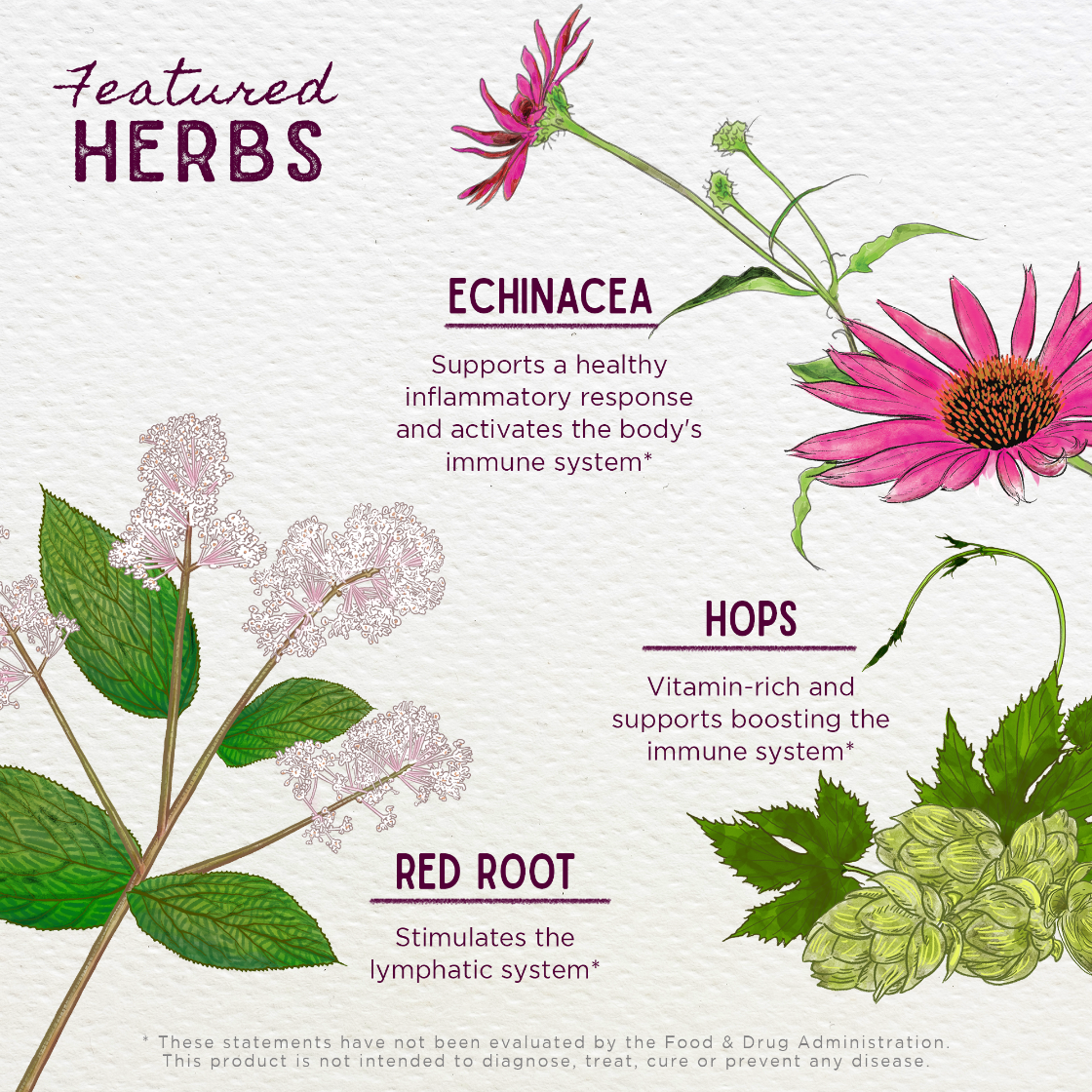 Illustration of herbs with their names and benefits on a white background