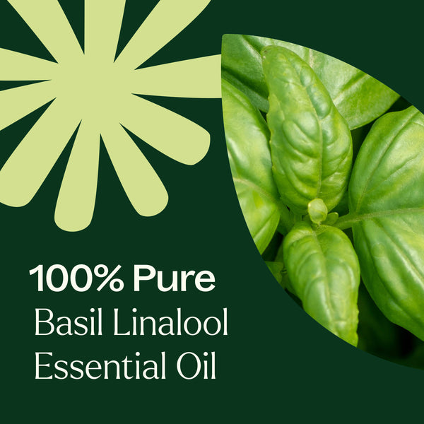 Basil Linalool Essential Oil