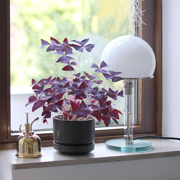 Bauhaus Table Lamp 7.9