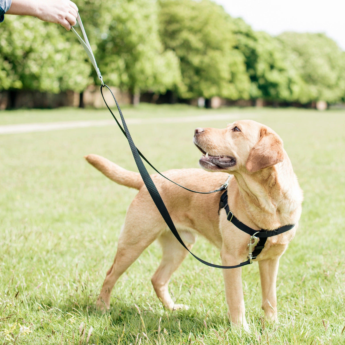 Royal Blue Freedom No-Pull Dog Harness