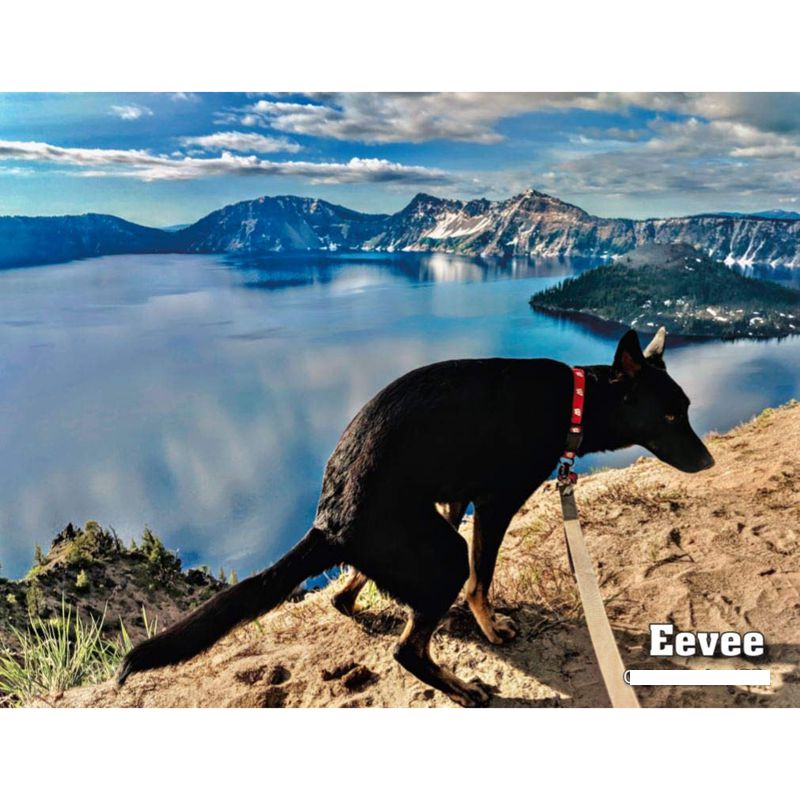 2021 Pooping Pooches Calendar White Elephant Gag Gift Calendar 2021 Calendar Poster Retro Decor Painting