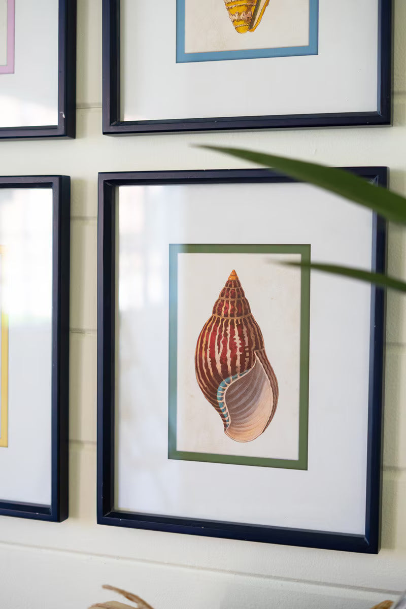 SET OF FOUR FRAMED SHELL PRINTS UNDER GLASS