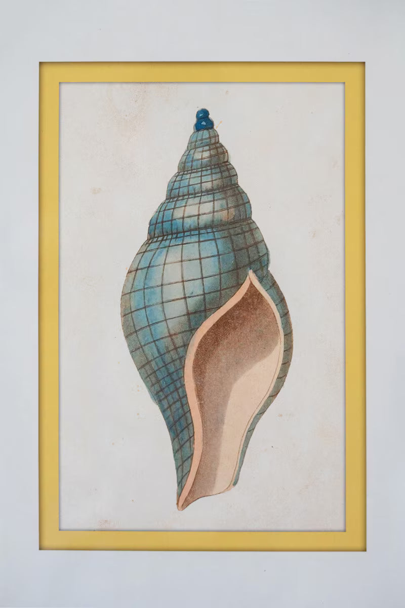 SET OF FOUR FRAMED SHELL PRINTS UNDER GLASS