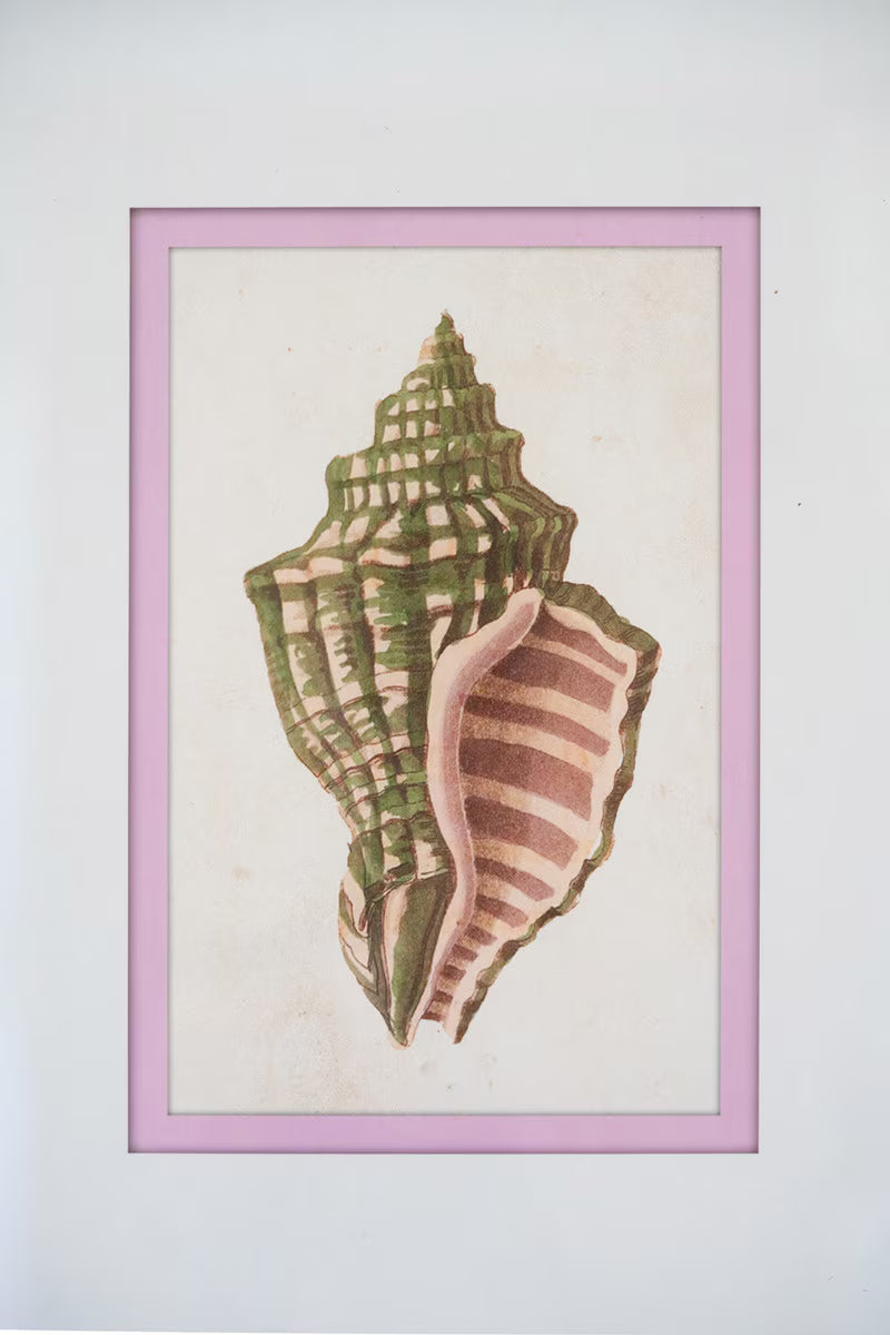 SET OF FOUR FRAMED SHELL PRINTS UNDER GLASS