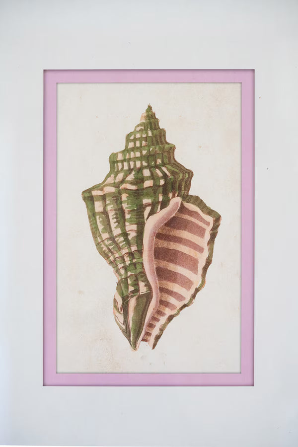 SET OF FOUR FRAMED SHELL PRINTS UNDER GLASS