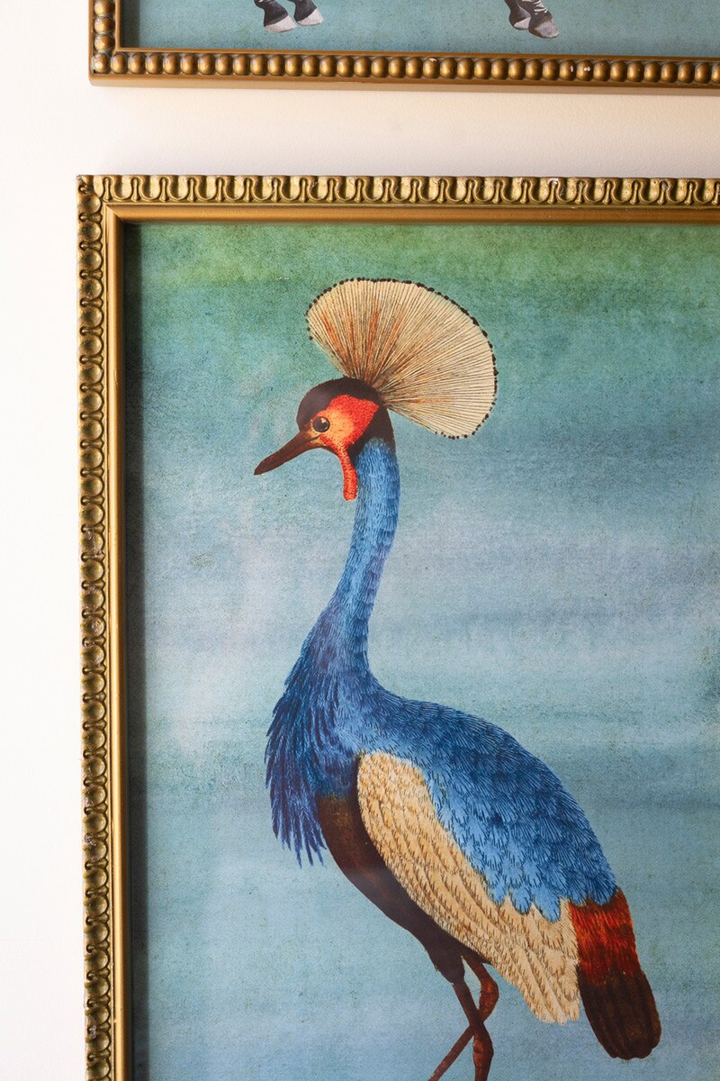 SET OF FOUR FRAMED BIRDS AND ANIMAL  PRINTS UNDER GLASS