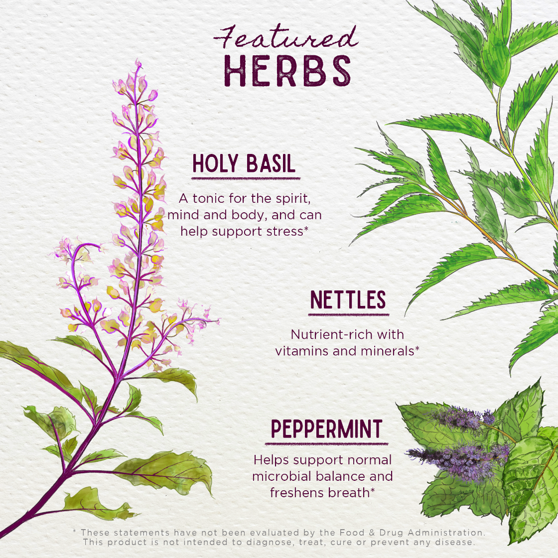 Illustrations of holy basil, nettles, and peppermint with text on a white background