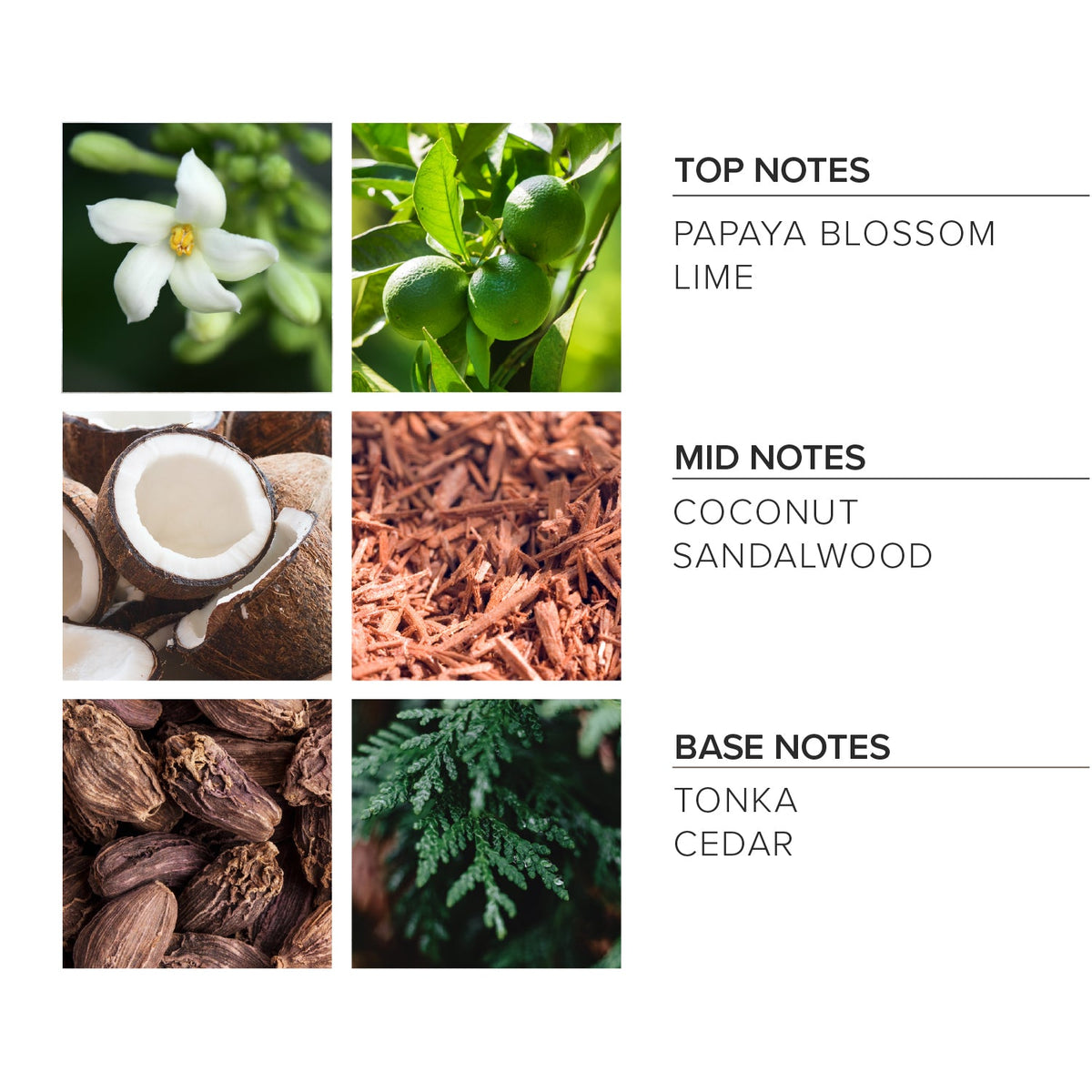 Coconut Sandalwood Reed Diffuser