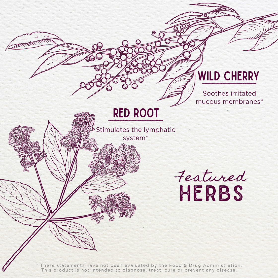 Illustrations of wild cherry and red root with text on a light purple background