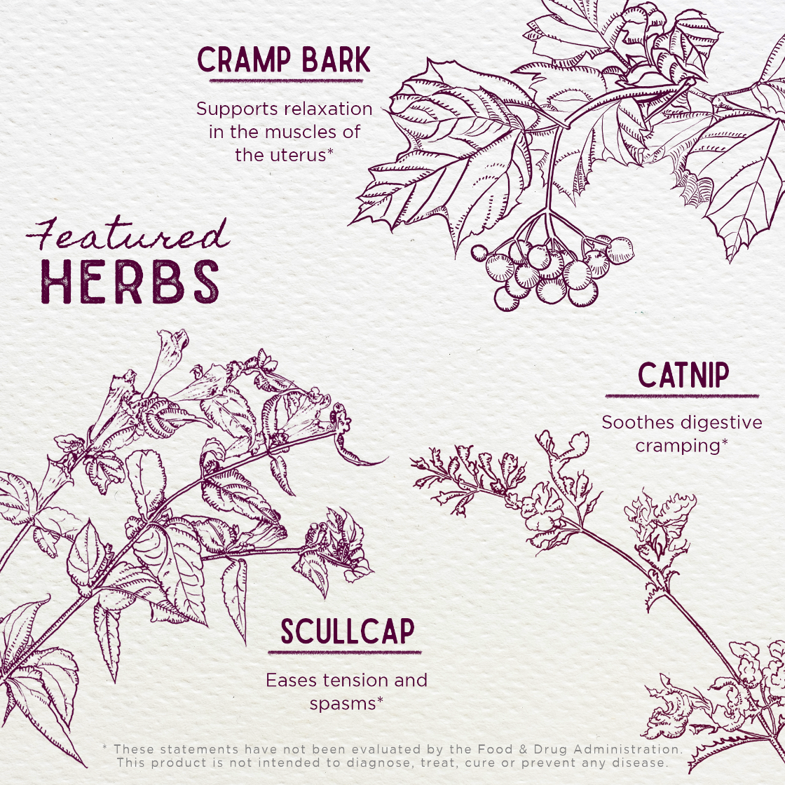 Illustrations of cramp bark, catnip, and scullcap with text on a white background