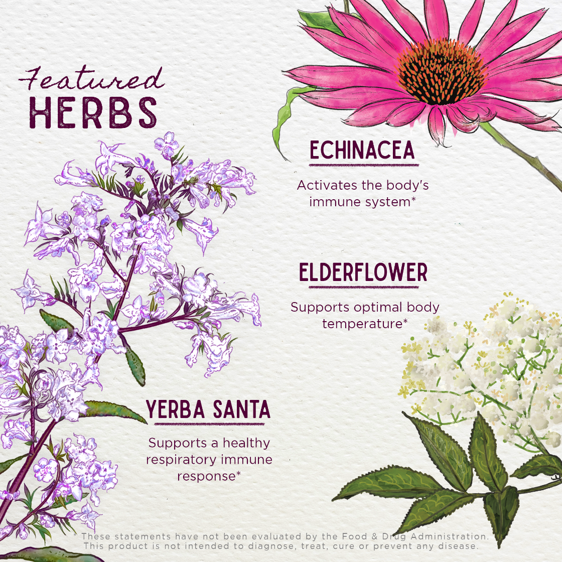 Illustrations of echinacea, elderflower, and yerba santa with text on a white background
