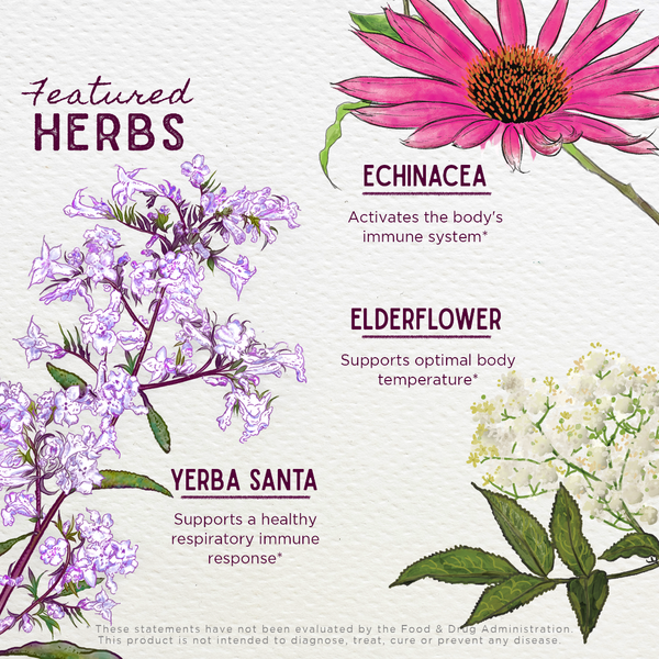 Illustrations of echinacea, elderflower, and yerba santa with text on a white background