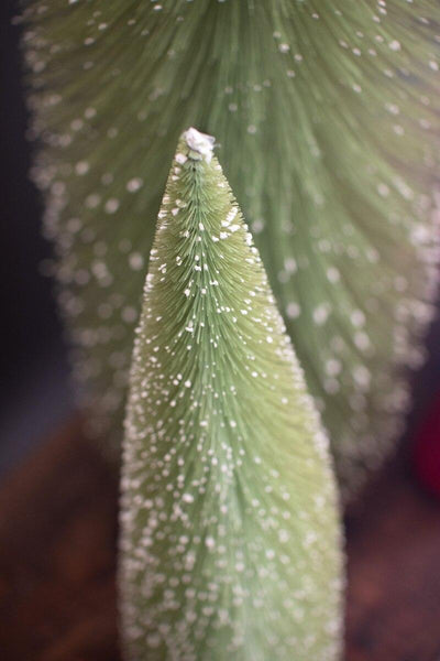 SET OF THREE GIANT BOTTLE BRUSH CHRISTMAS TREES