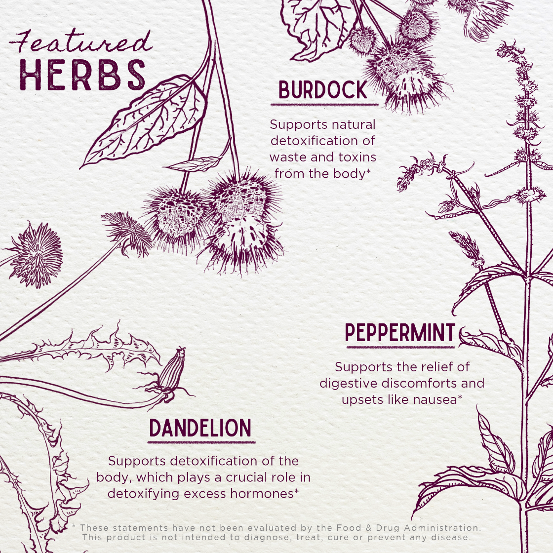 Illustrations of burdock, peppermint, and dandelion with text on a light background