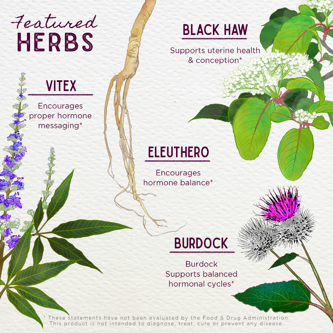 Illustration of herbs with their names and benefits on a white background
