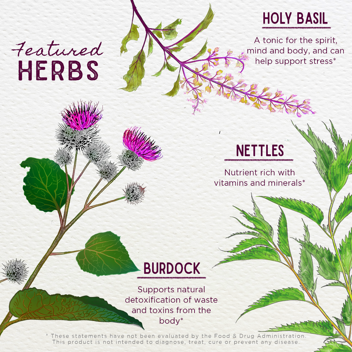 Illustration of herbs with their names and benefits on a white background