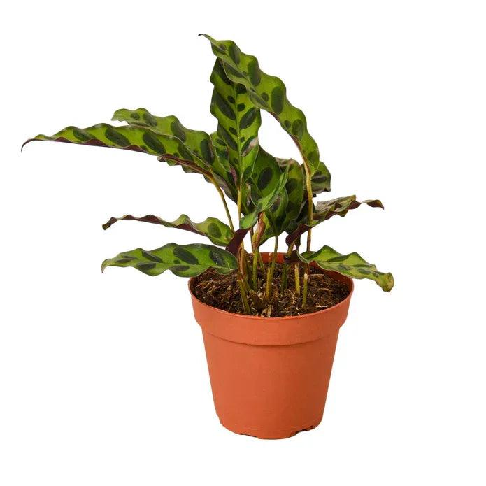 Calathea Lancifolia Rattlesnake - Gifts for You 'n Me