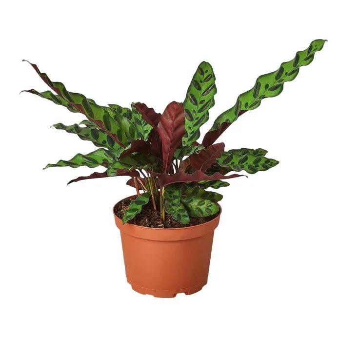 Calathea Lancifolia Rattlesnake - Gifts for You 'n Me
