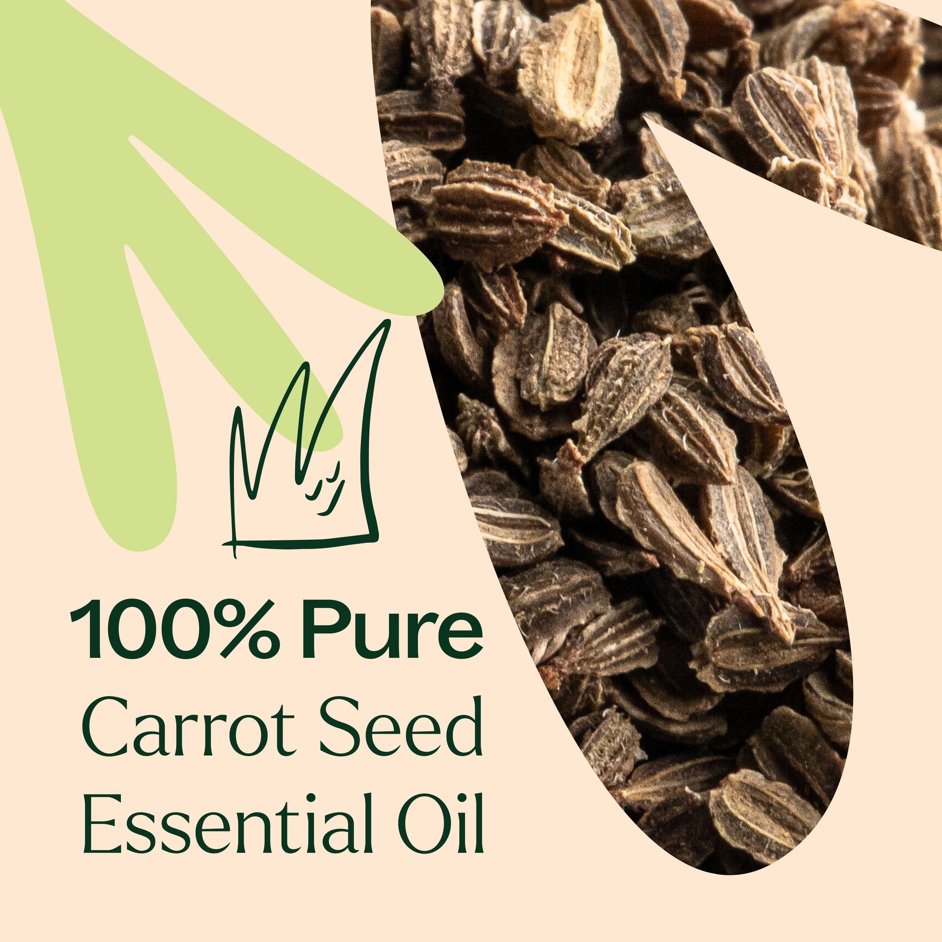 Carrot Seed Essential Oil