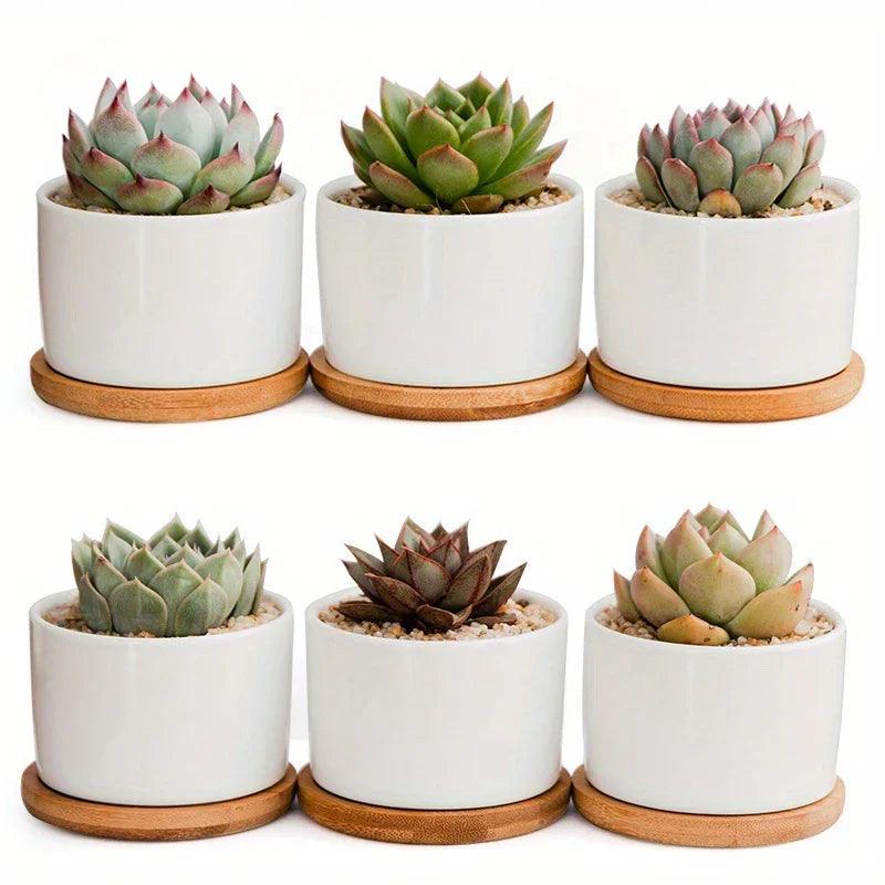 Ceramic Succulent Planter with Drainage Hole & Tray