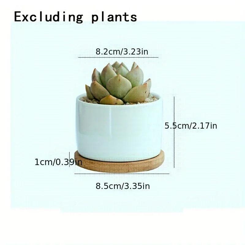 Ceramic Succulent Planter with Drainage Hole & Tray