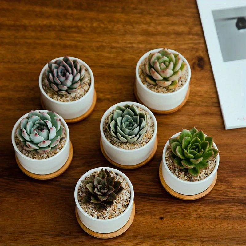 Ceramic Succulent Planter with Drainage Hole & Tray
