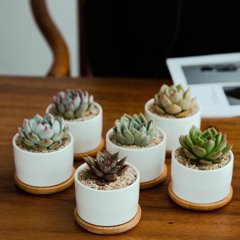 Ceramic Succulent Planter with Drainage Hole & Tray