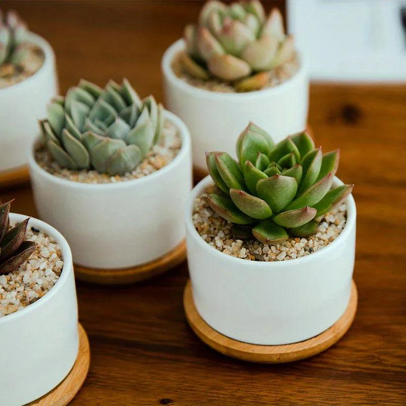 Ceramic Succulent Planter with Drainage Hole & Tray