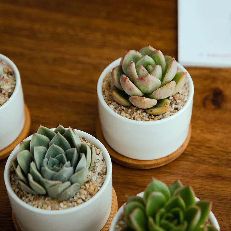 Ceramic Succulent Planter with Drainage Hole & Tray