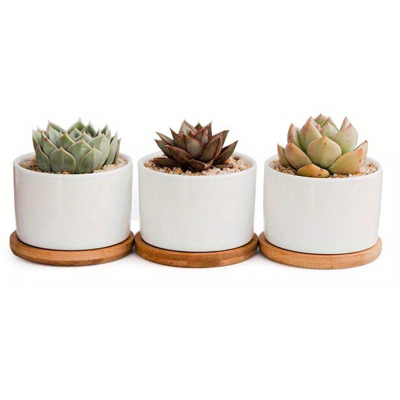Ceramic Succulent Planter with Drainage Hole & Tray