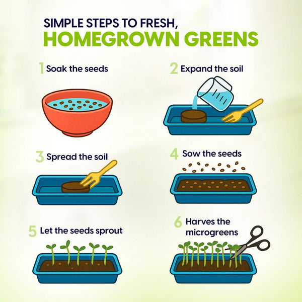 Ceramic Microgreens Growing Kit to Grow 3 Crops Including Organic USDA Sunflower, Melon & Mixed Microgreens Seeds.