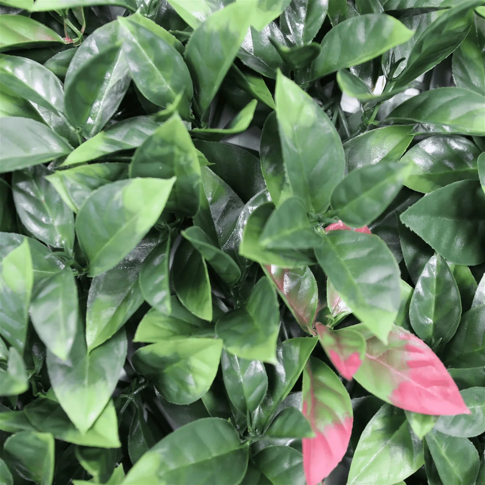 Photinia Artificial Vertical Garden Green Wall Panel 40×40in 11 SQ FT – UV Resistant – Commercial Grade
