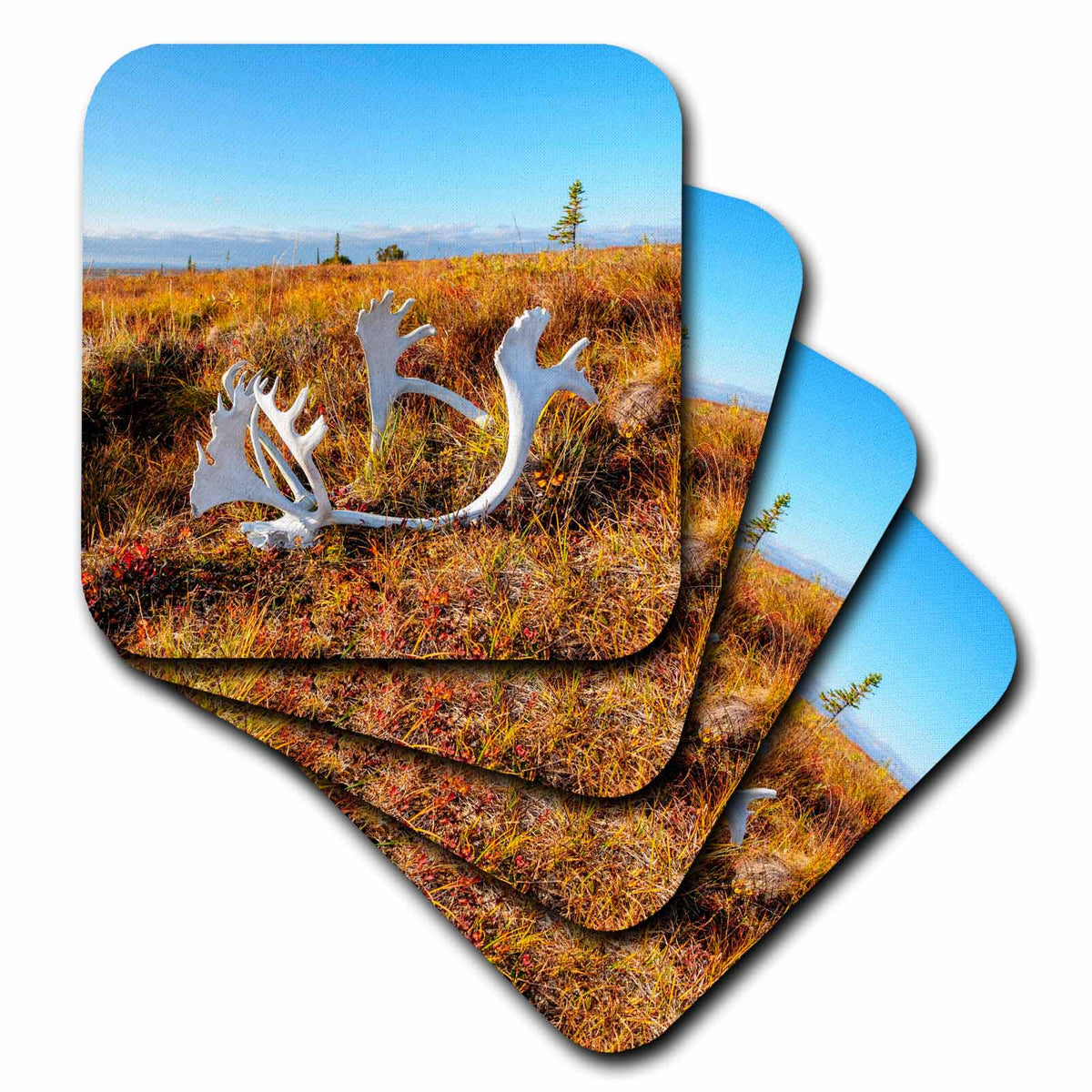 3dRose USA, Alaska, Kotzebue, Noatak River. Caribou Skull on The Tundra. - Coasters (cst-380662)