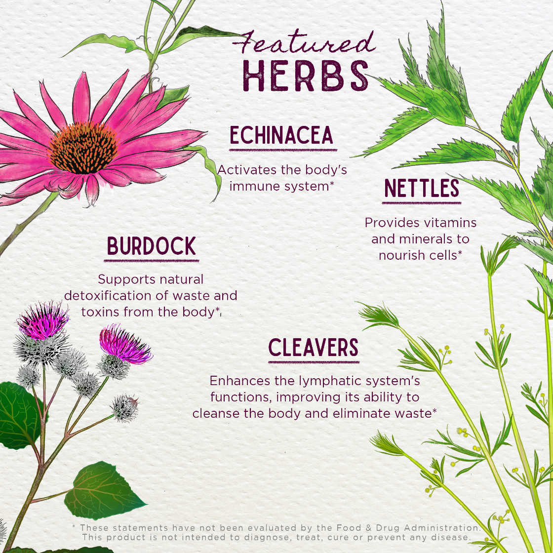 Illustration of herbs with their names and benefits on a white background