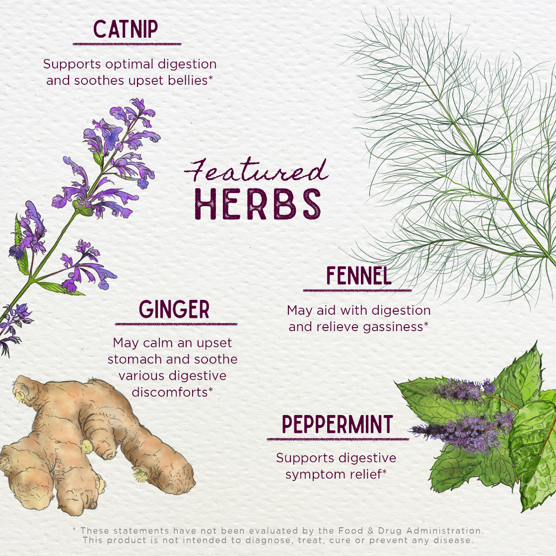 Illustration of various herbs with their names and benefits on a white background