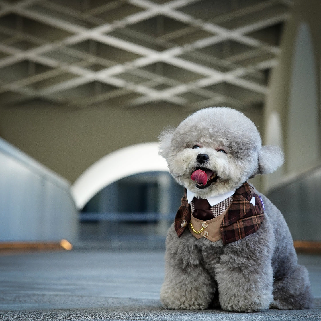 Phillip | Pet Bib Momoji Canada