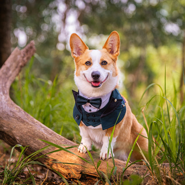 Kingsway | Pet Bib Momoji Canada