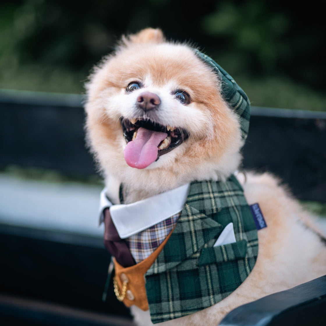 Phillip | Pet Bib Momoji Canada