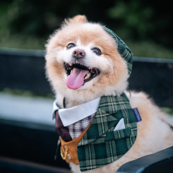 Phillip | Pet Bib Momoji Canada