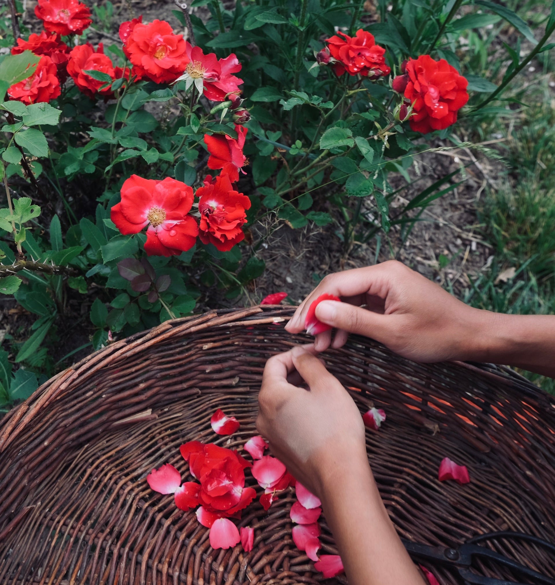 ROSE & REISHI SERUM