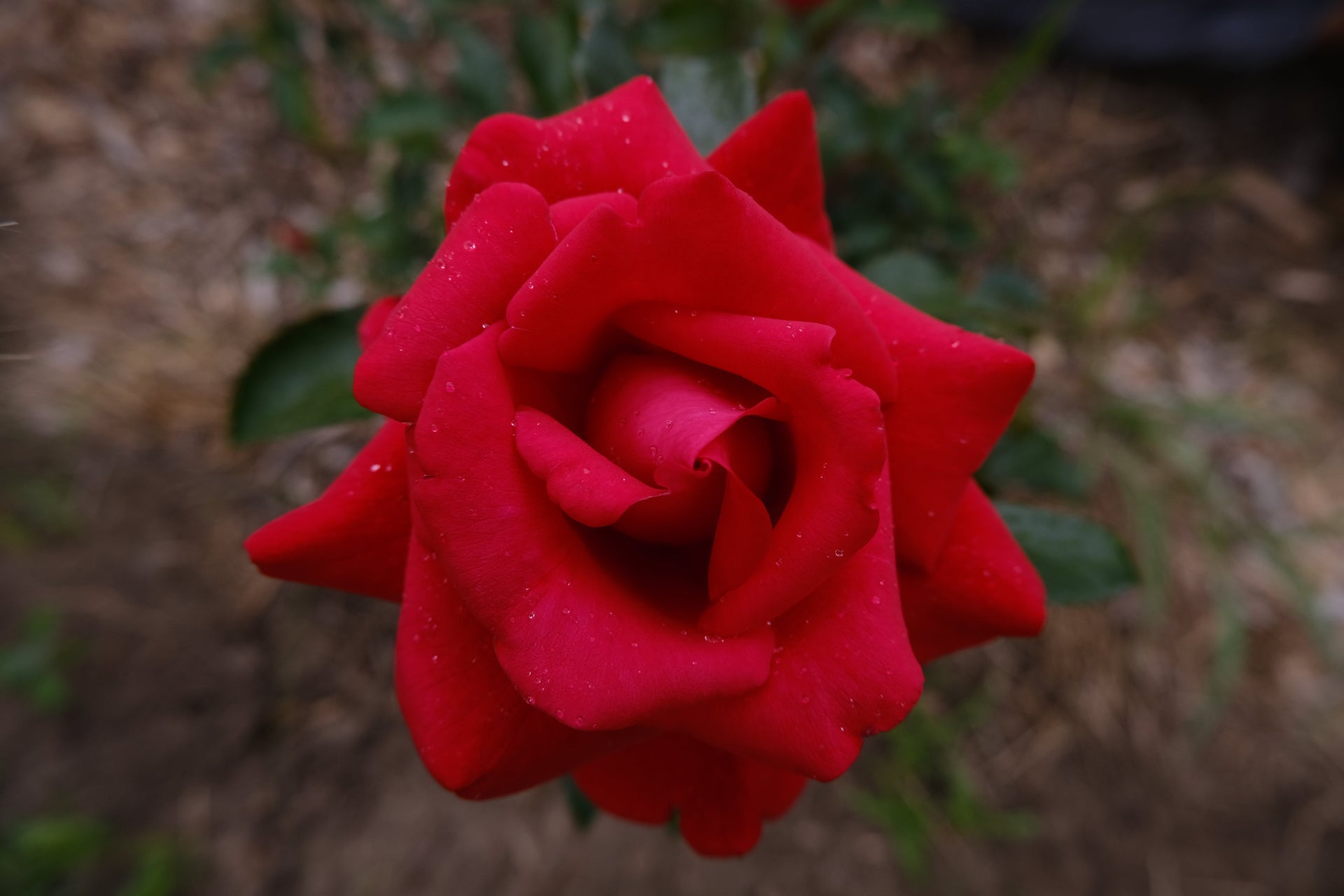 ROSE & REISHI SERUM