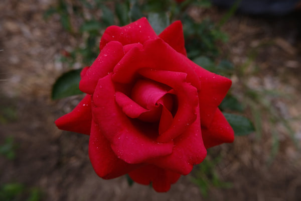 ROSE & REISHI SERUM
